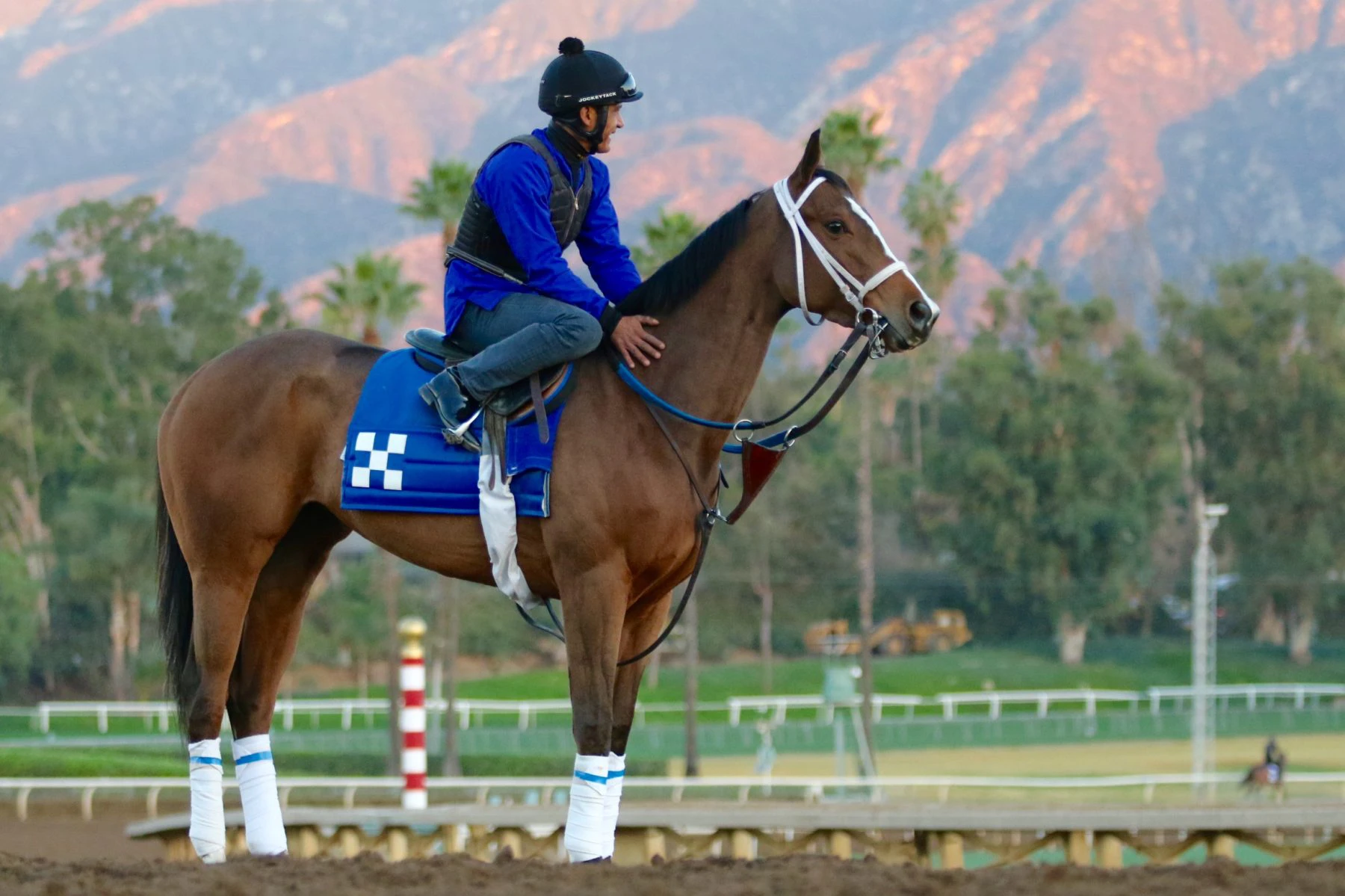 horse-racing-trainer how to pick a winning horse backing